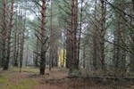 Продажа земельных участков в лесу Вышгородский район